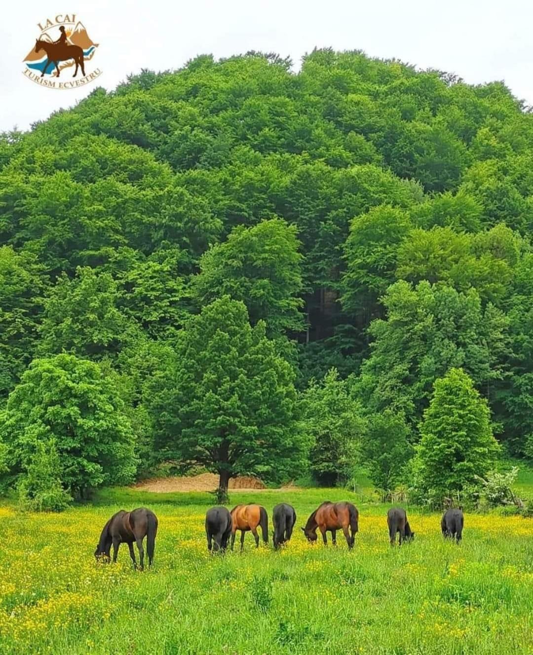 Vila Pufu Slănic-Moldova Esterno foto