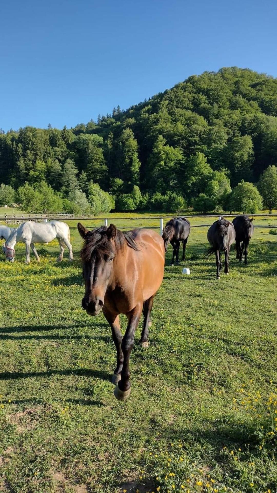 Vila Pufu Slănic-Moldova Esterno foto