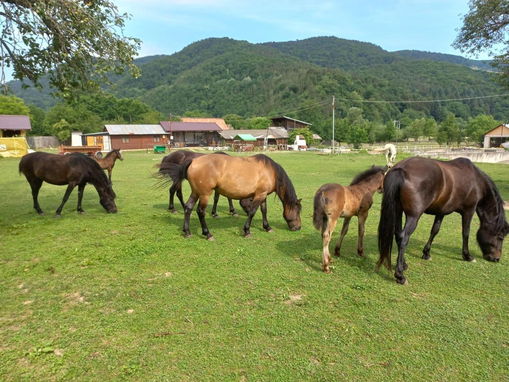 Vila Pufu Slănic-Moldova Esterno foto